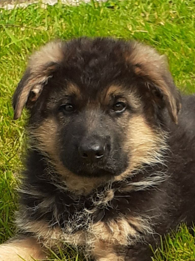 de la légende d'ilton - 2 chiots mâles à vendre U2et URSUS